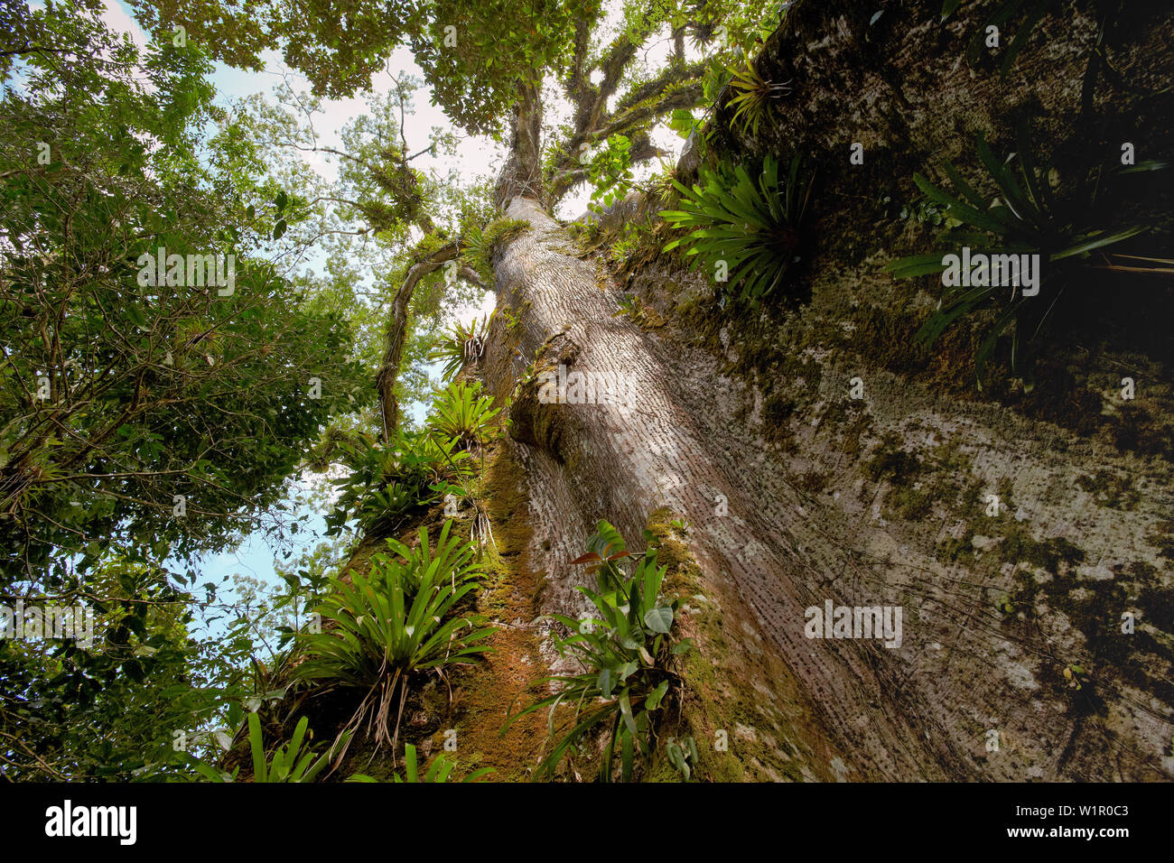 Epiphytes on a ficus tree in the rainforest, Costa Rica, Central America Stock Photo