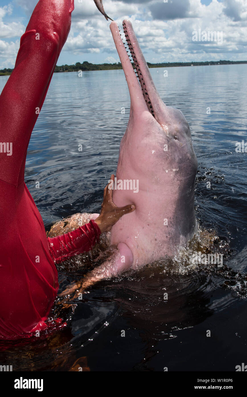 A large, pink Amazon river dolphin (Inia geoffrensis), also called Boto, tries to grab a fish held by a man in a red shirt, near Manaus, Amazonas, Bra Stock Photo