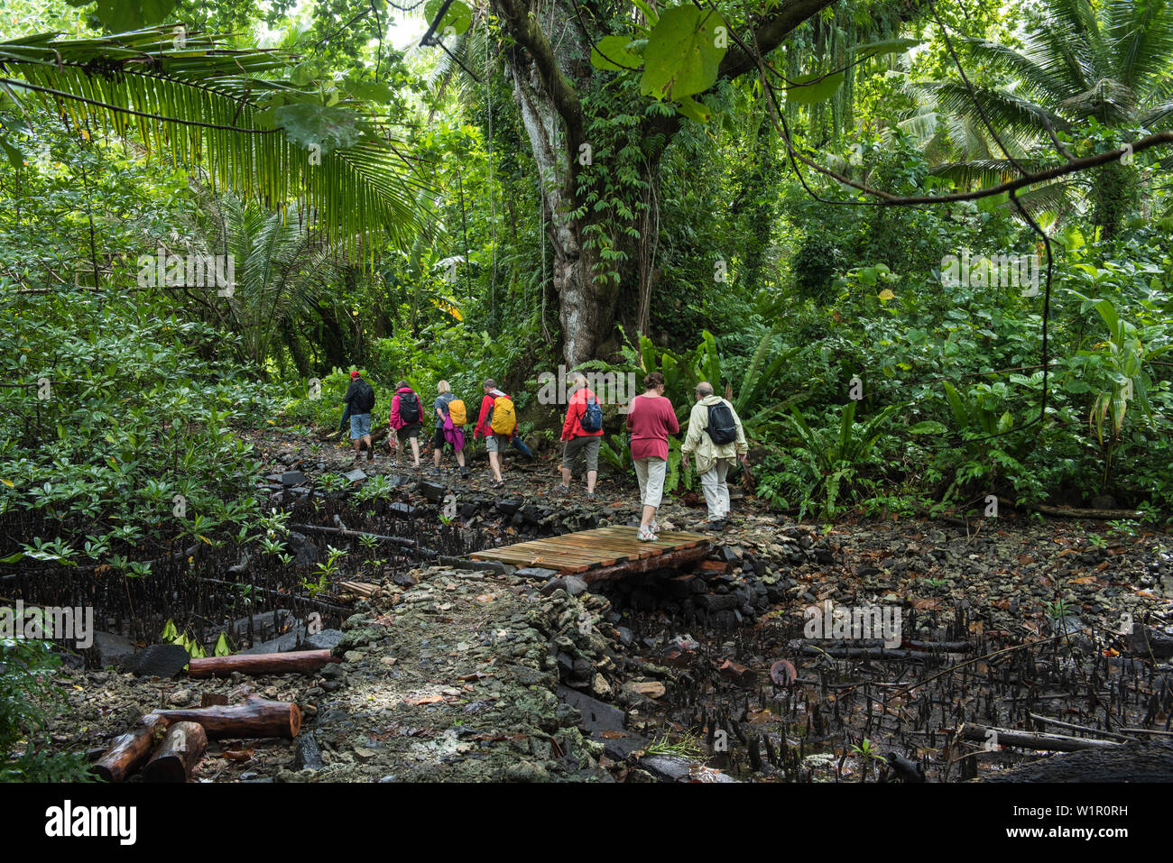 Tourists on an excursion cross a wooden bridge to enter a lush tropical forest, Pohnpei Island, Pohnpei, Federated States of Micronesia, South Pacific Stock Photo