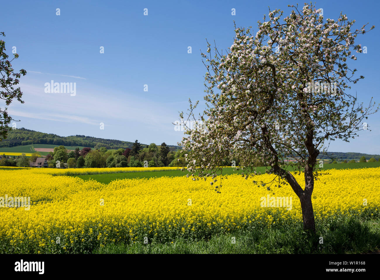 Blossoming apple tree in front of a yellow blooming canola field Zueschen, Fritzlar, Hesse, Germany, Europe Stock Photo