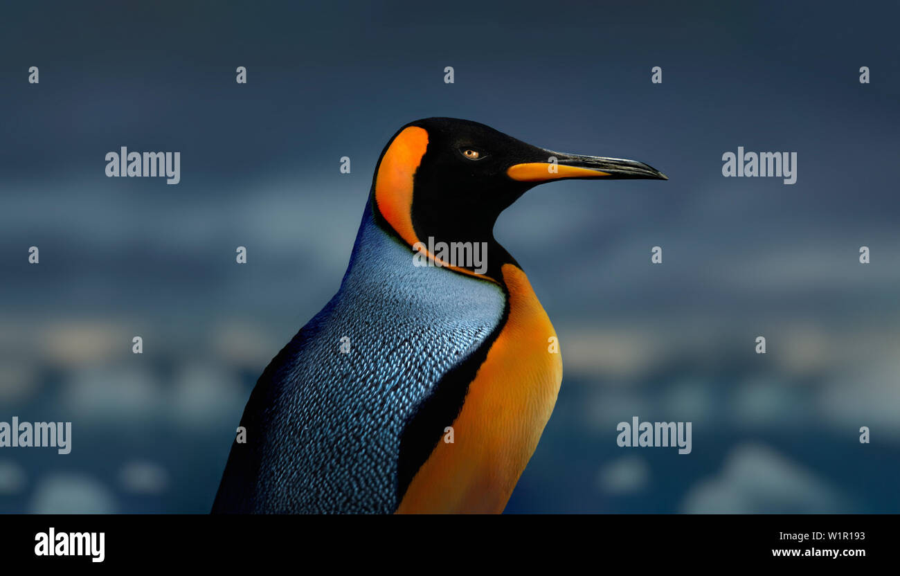 Emperor penguin, Antarctic Peninsula, Antarctica Stock Photo - Alamy
