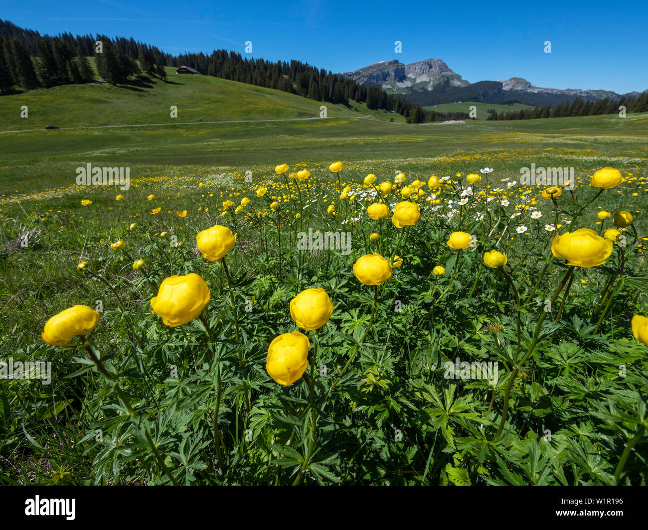 Globe Flowers, Trollius europaeus, swiss Alps, Switzerland, Europe Stock Photo