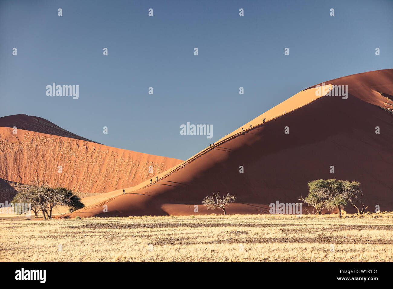 Dune 45 in the morning sun, Sossusvlei, Namib Naukluft National Park ...