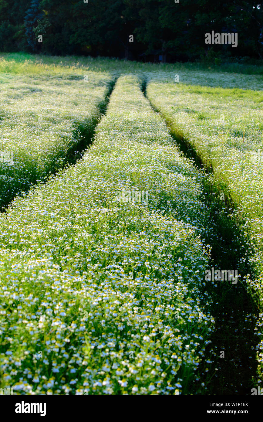 Flower meadow in Ahrenshoop, Fischland, Ostseeküste, Mecklenburg-Western Pomerania, Germany Stock Photo