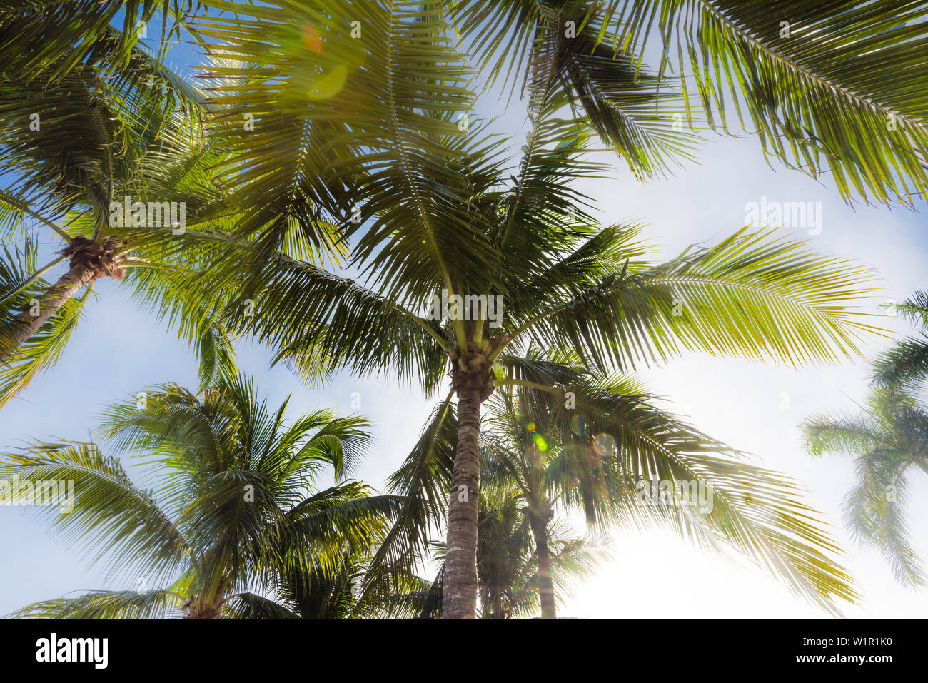 Typical palm trees in the sunshine state, Fort Myers Beach, Florida, USA Stock Photo