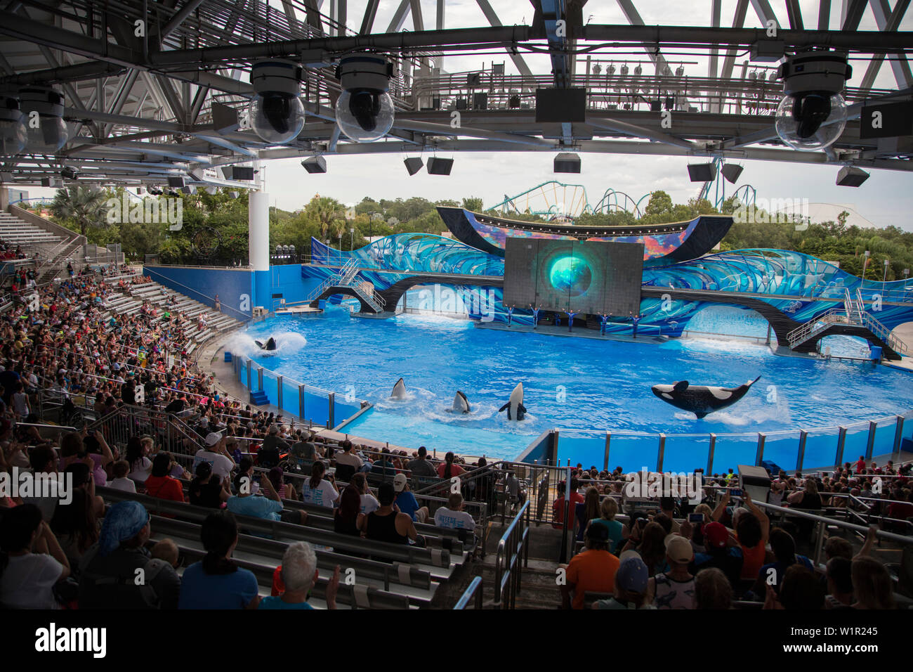 Orca killer whales breach during One Ocean show at Shamu Stadium of Sea World Orlando theme park, Orlando, Florida, USA Stock Photo