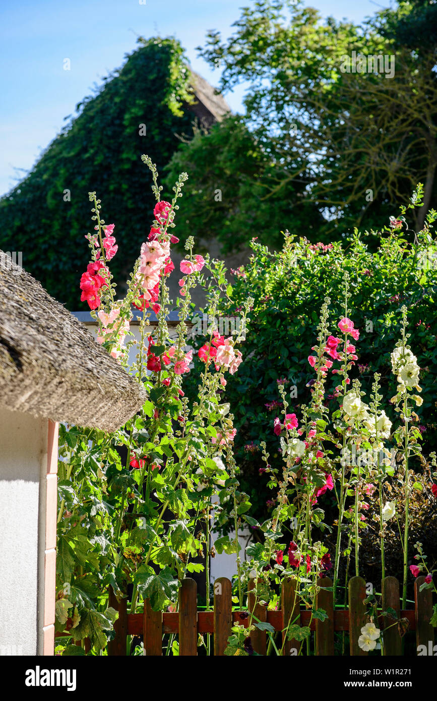 Garden fence with hollyhocks hi-res stock photography and images - Alamy
