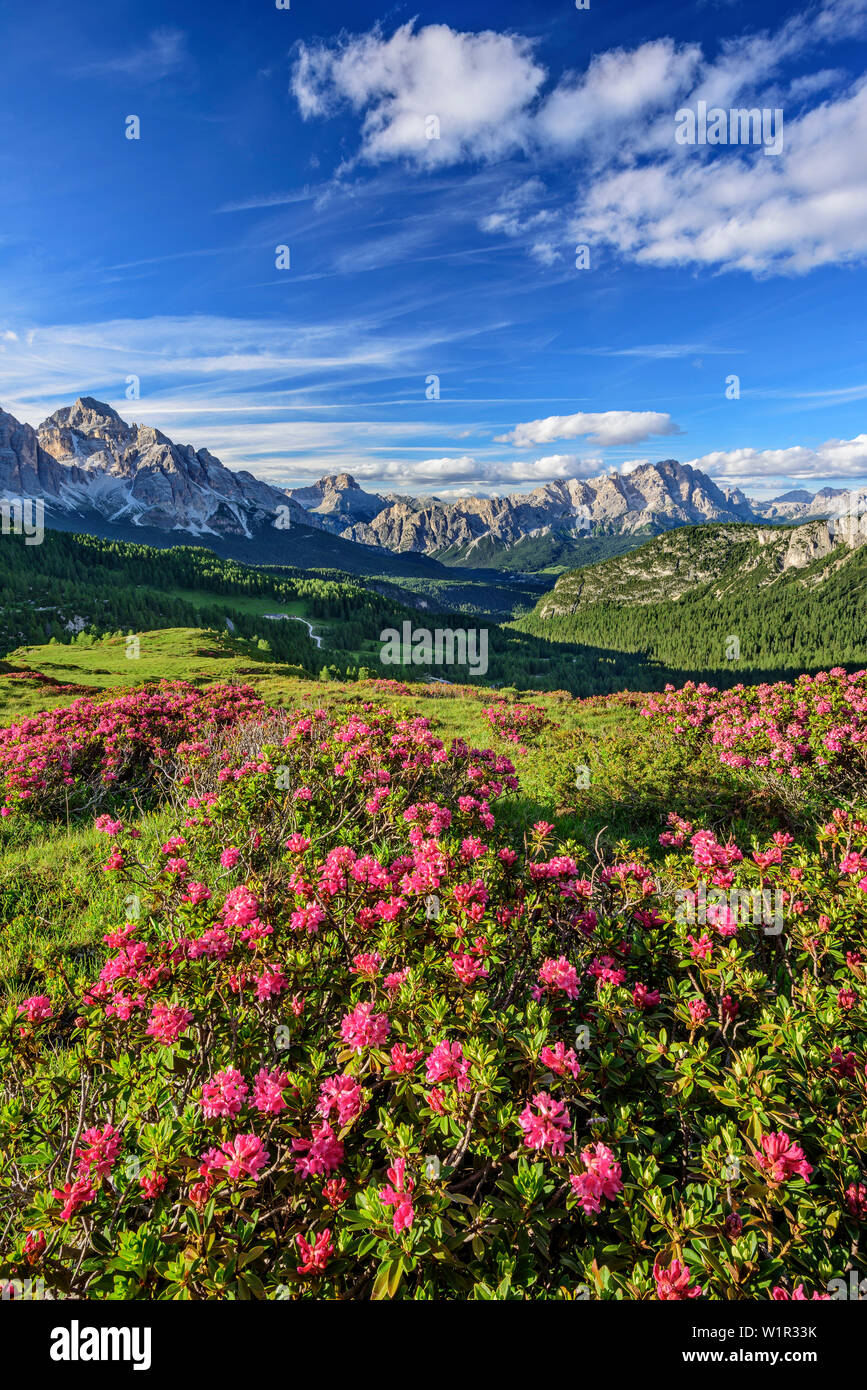 Alpine roses in blossom in front of Tofana and Monte Cristallo ...