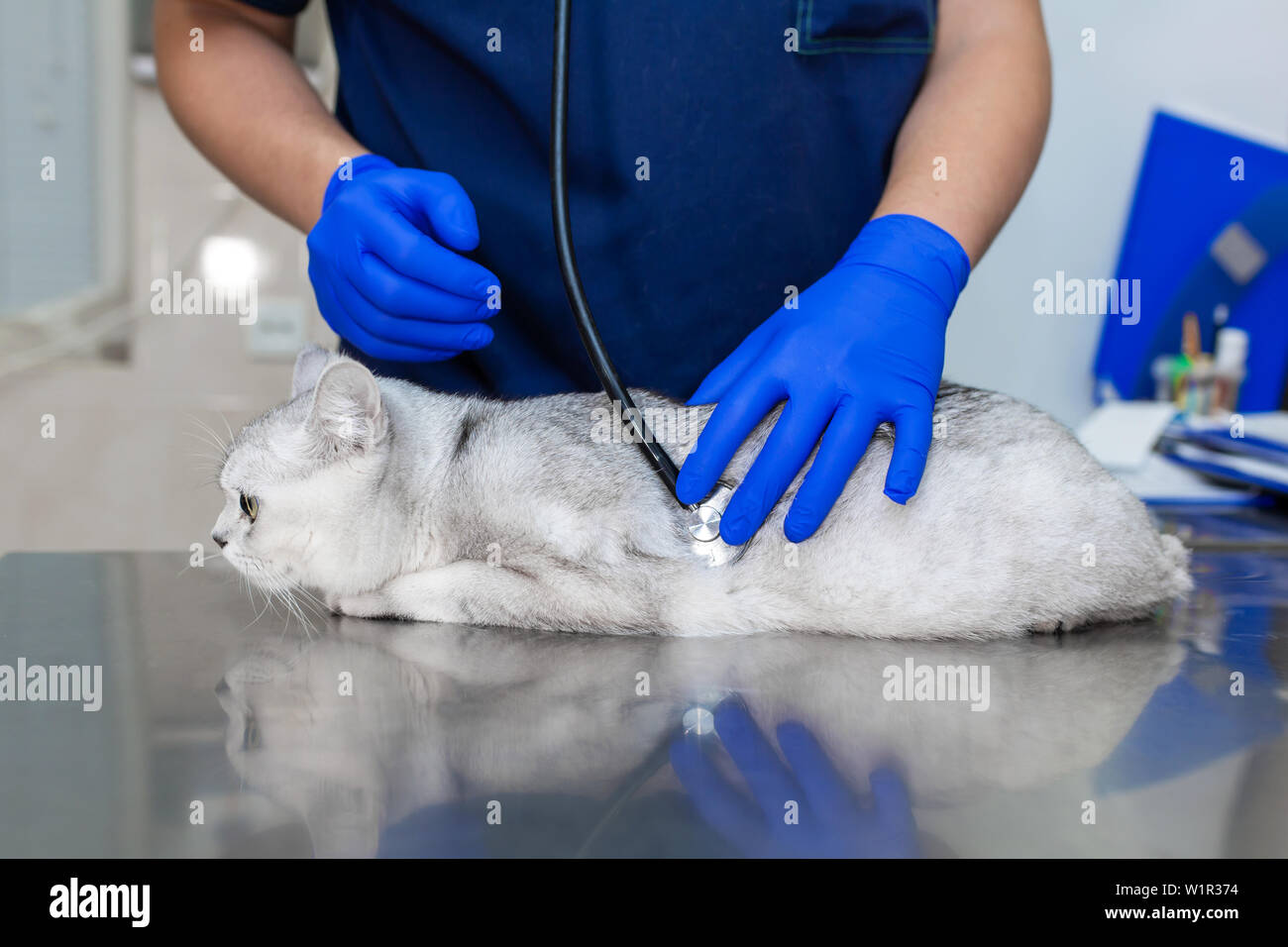 Professional vet doctor examines a white fluffy cat with a stethoscope ...