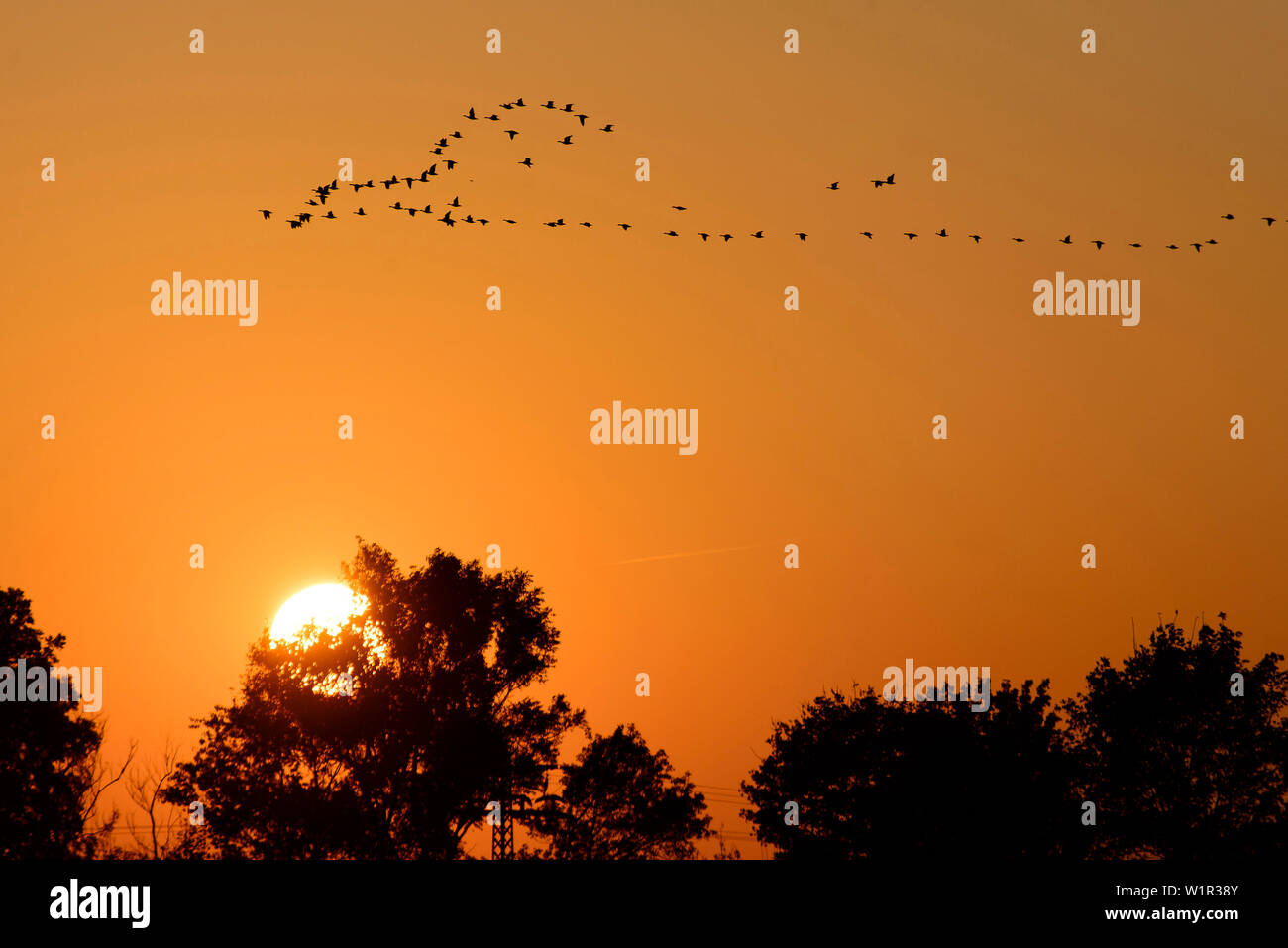 Migratory birds at sunset on the island Ummanz, Kranichbeobachtung Stelle, Baltic Sea Coast, Mecklenburg-Vorpommern Germany Stock Photo