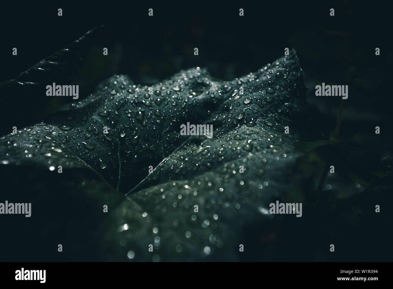 raindrops on leaf, E5, Alpenüberquerung, 2nd stage, Lechtal, Kemptner Hütte to Memminger Hütte, tyrol, austria, Alps Stock Photo