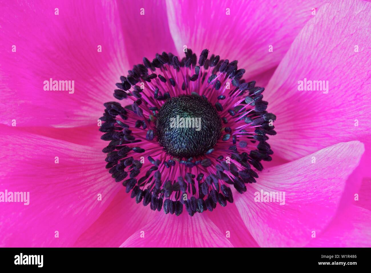 anemone closeup, violet leaves with black pistil Stock Photo
