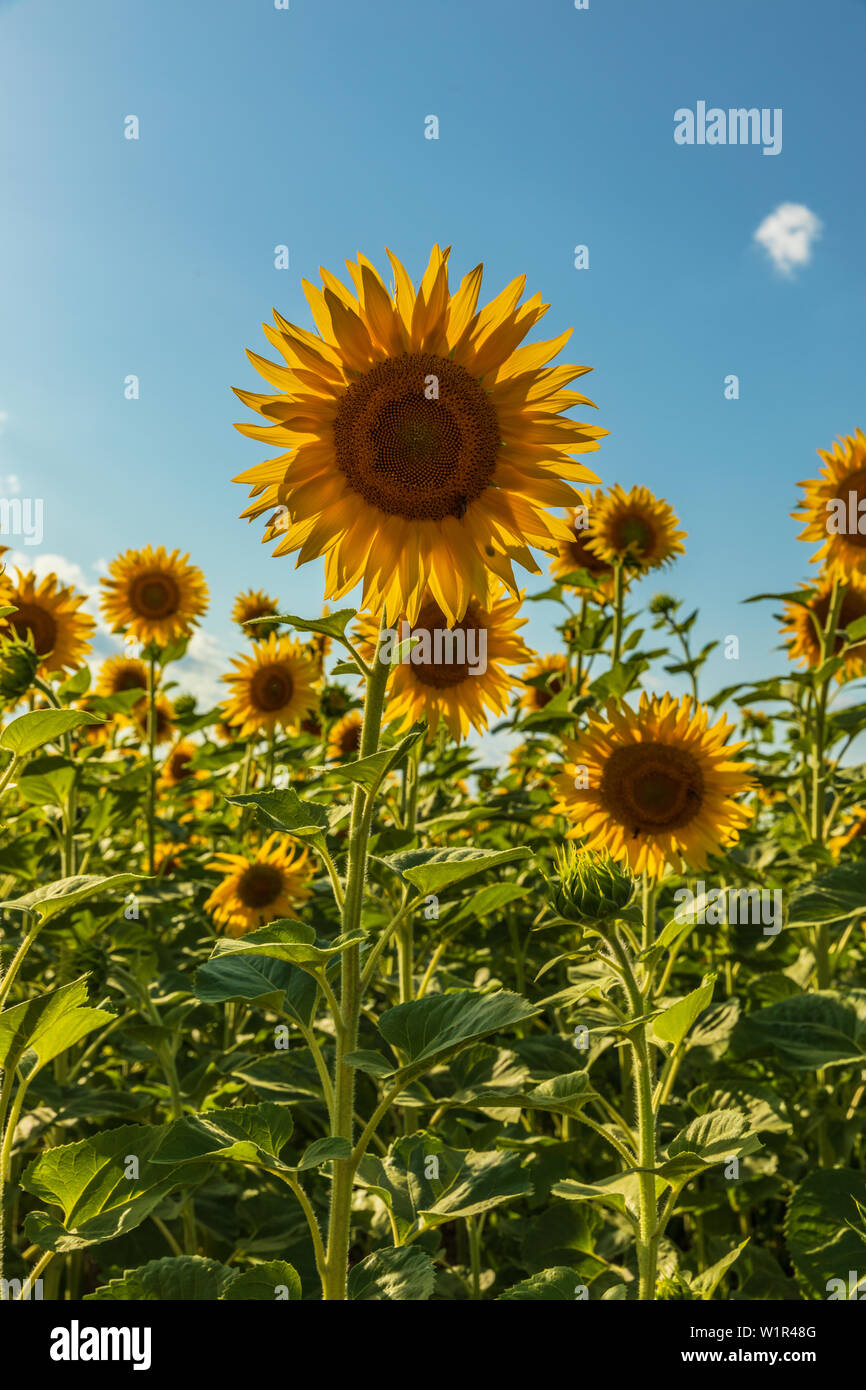 Sunflowers in the farm fields on Summer Stock Photo - Alamy