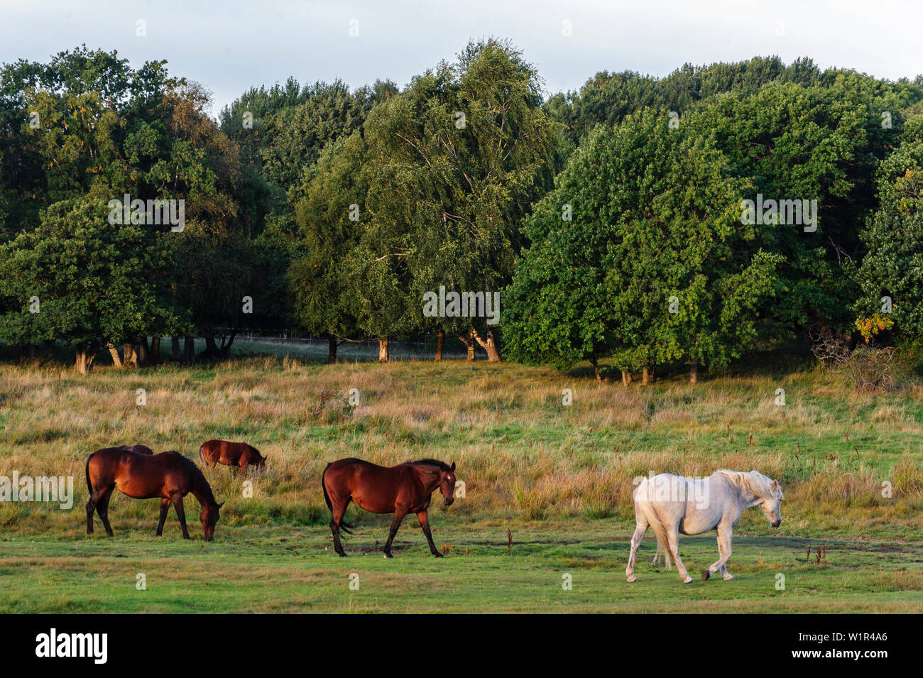 Pferdegoppel in the Stora Amunddoen nature park, Sweden Stock Photo