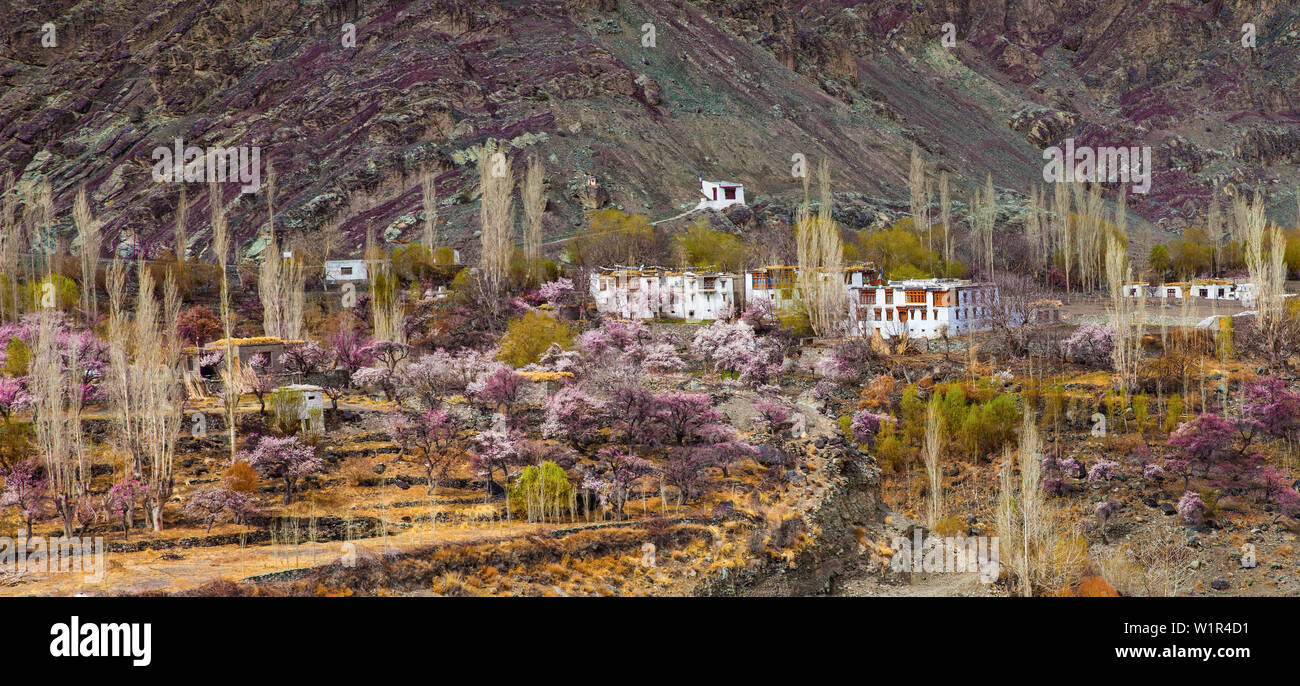 Apricot blossom ladakh hires stock photography and images Alamy