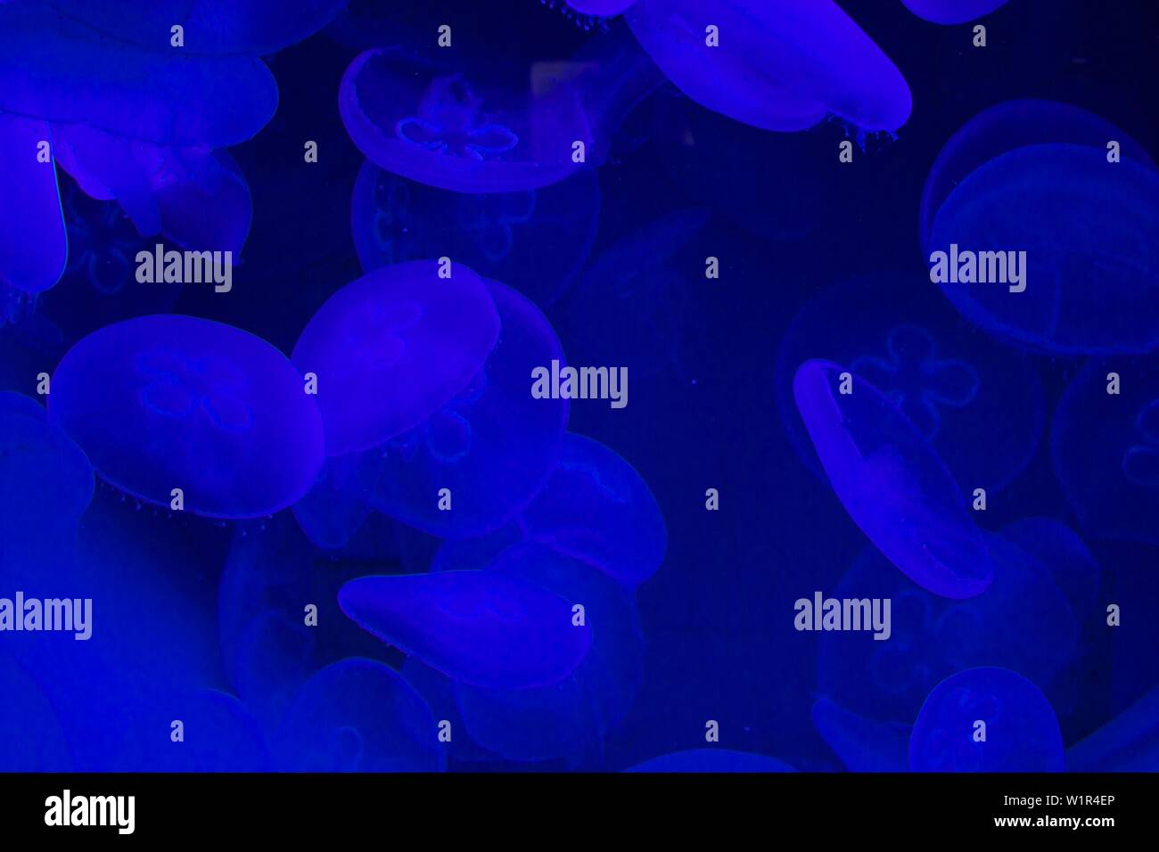 a lot of blue jellyfishes Stock Photo