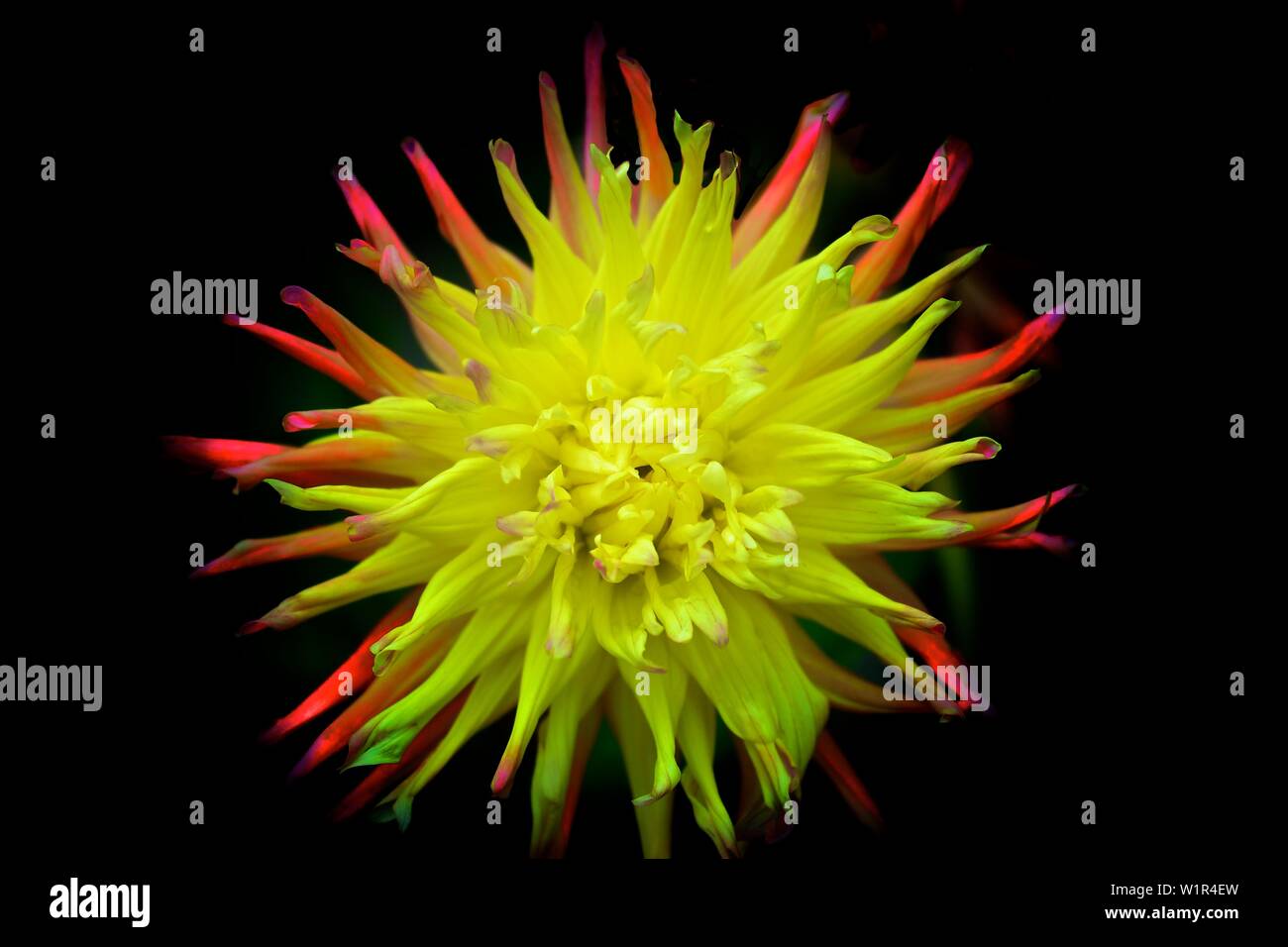 Colorful fire dahlia on black background Stock Photo