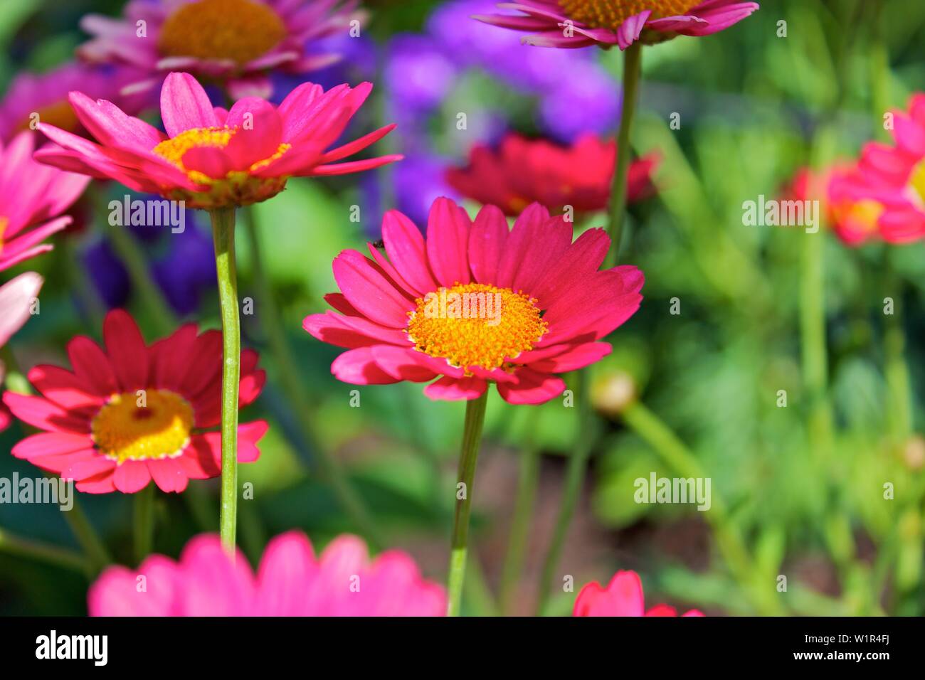 colorful flowers in the garden Stock Photo