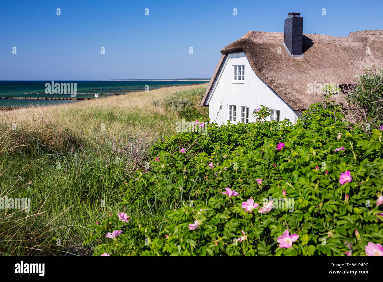 ' thatched house at the beach in Ahrenshoop, Darß, Fischland, Baltic Sea, Mecklenburg-Western Pomerania; Germany, Europe' Stock Photo