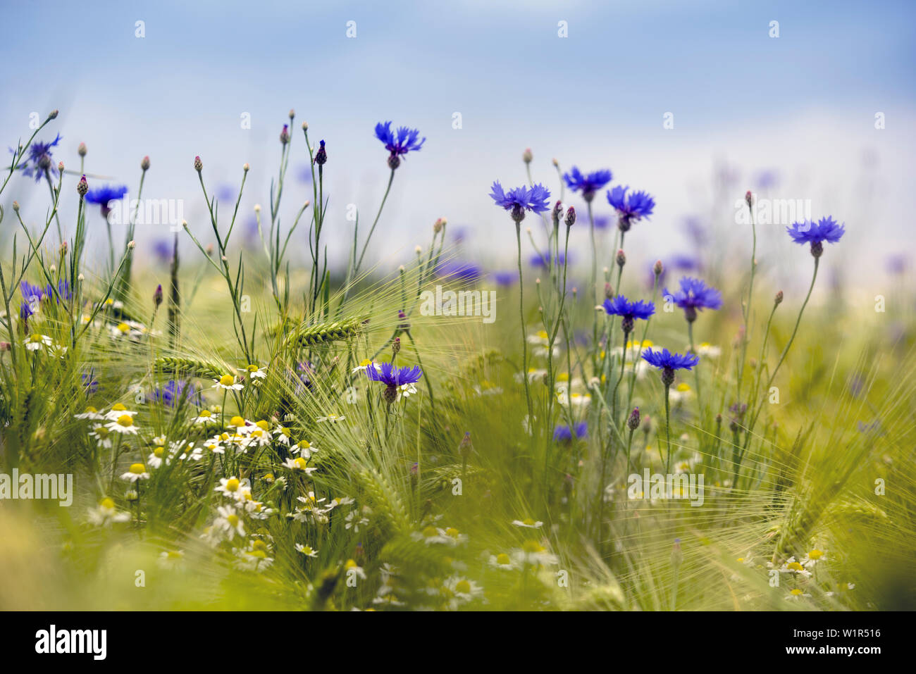 Medicinal plants series hi-res stock photography and images - Alamy