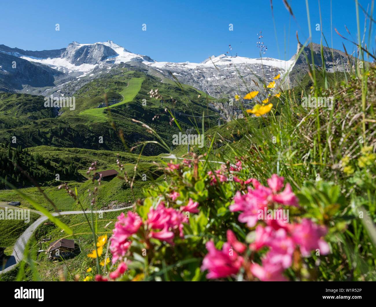 Hintertux glacier, Alpine Rose flowers, Rhododendron hirsutum, summer, Zillertal, Tyrol, Austria, Europe Stock Photo