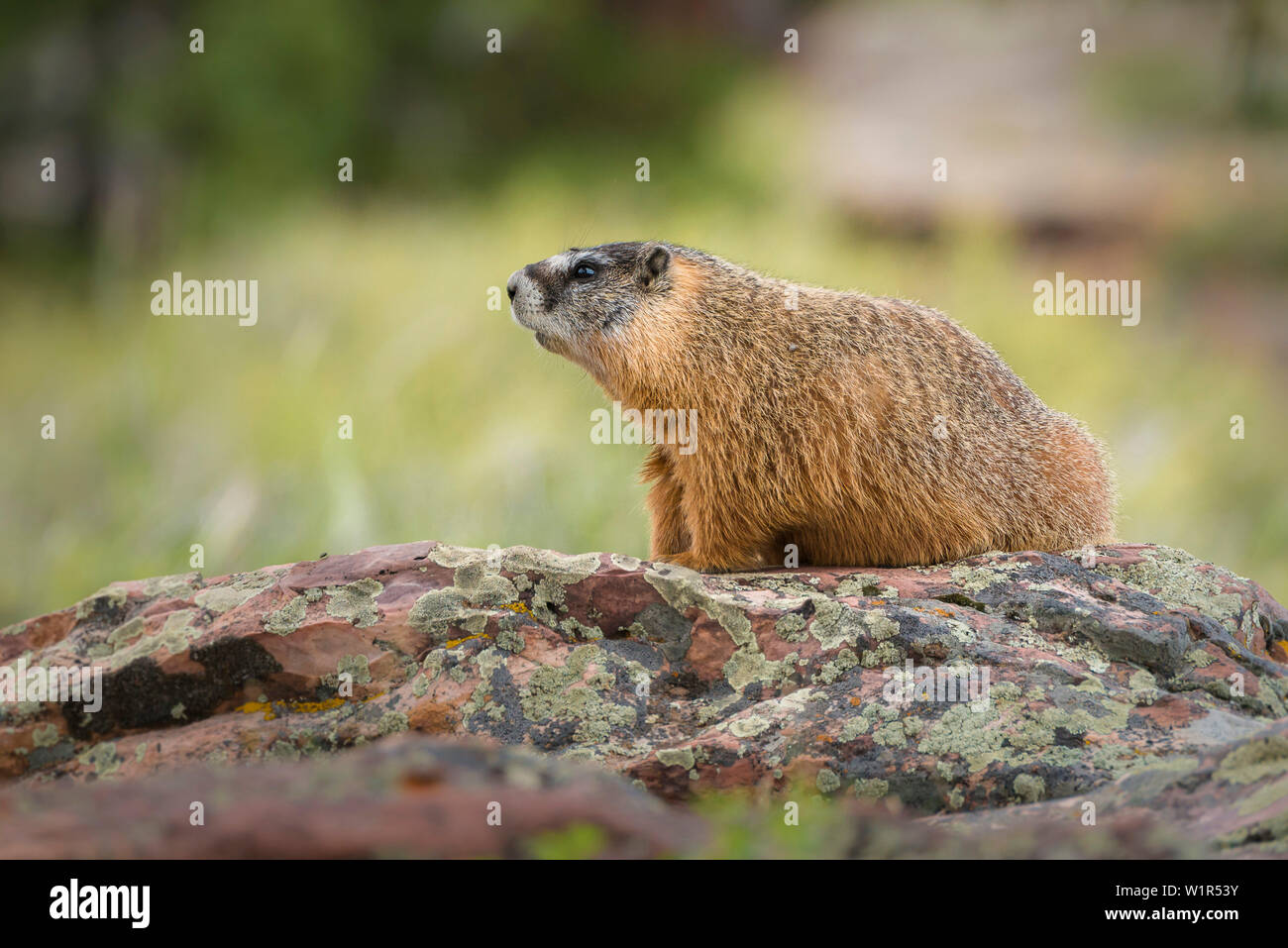 red marmot on a rock in the Flaming Gorge National Recreation Area, Utah, USA Stock Photo