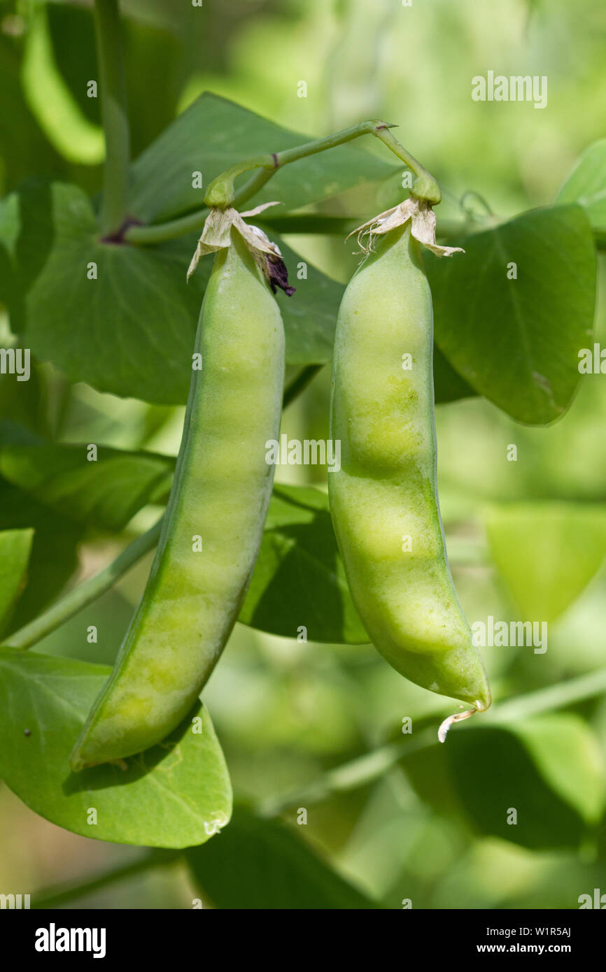 Pea plant with pods in a kitchen garden in summer Stock Photo