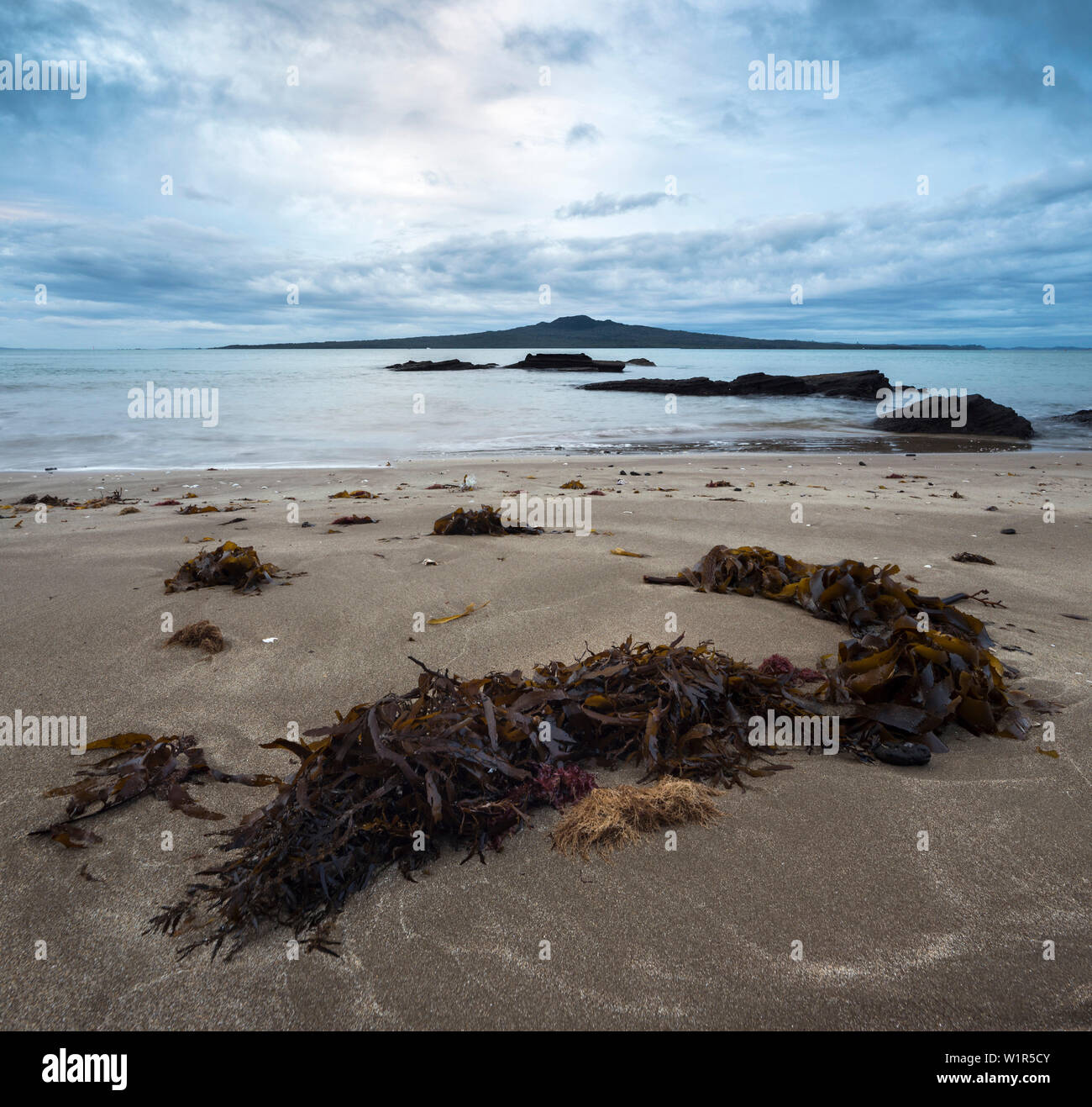 Seaweed on the beach, Devonport, Auckland, North Island, New Zealand, Oceania Stock Photo