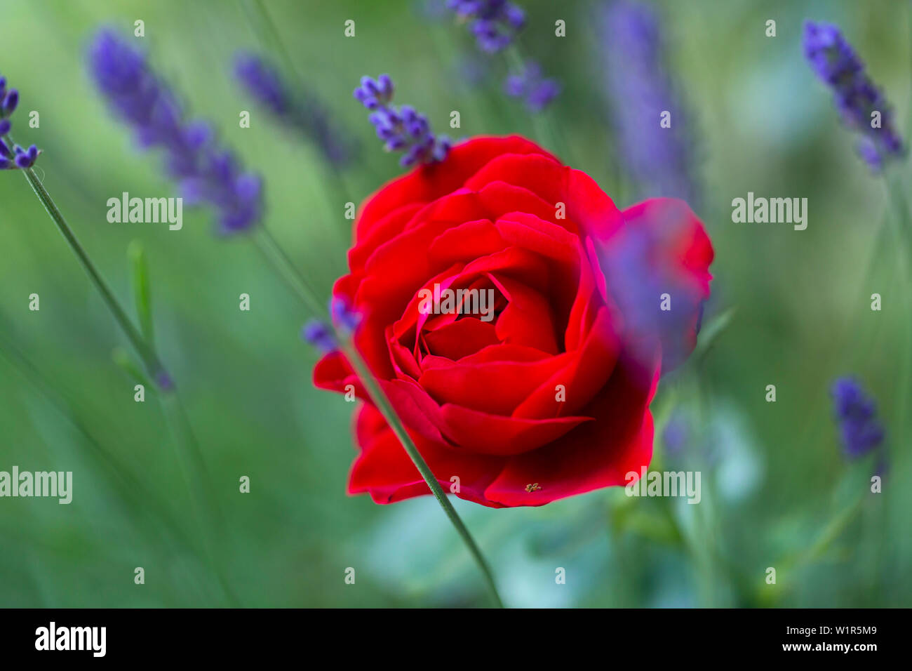 red rose with lavender, Germany Stock Photo