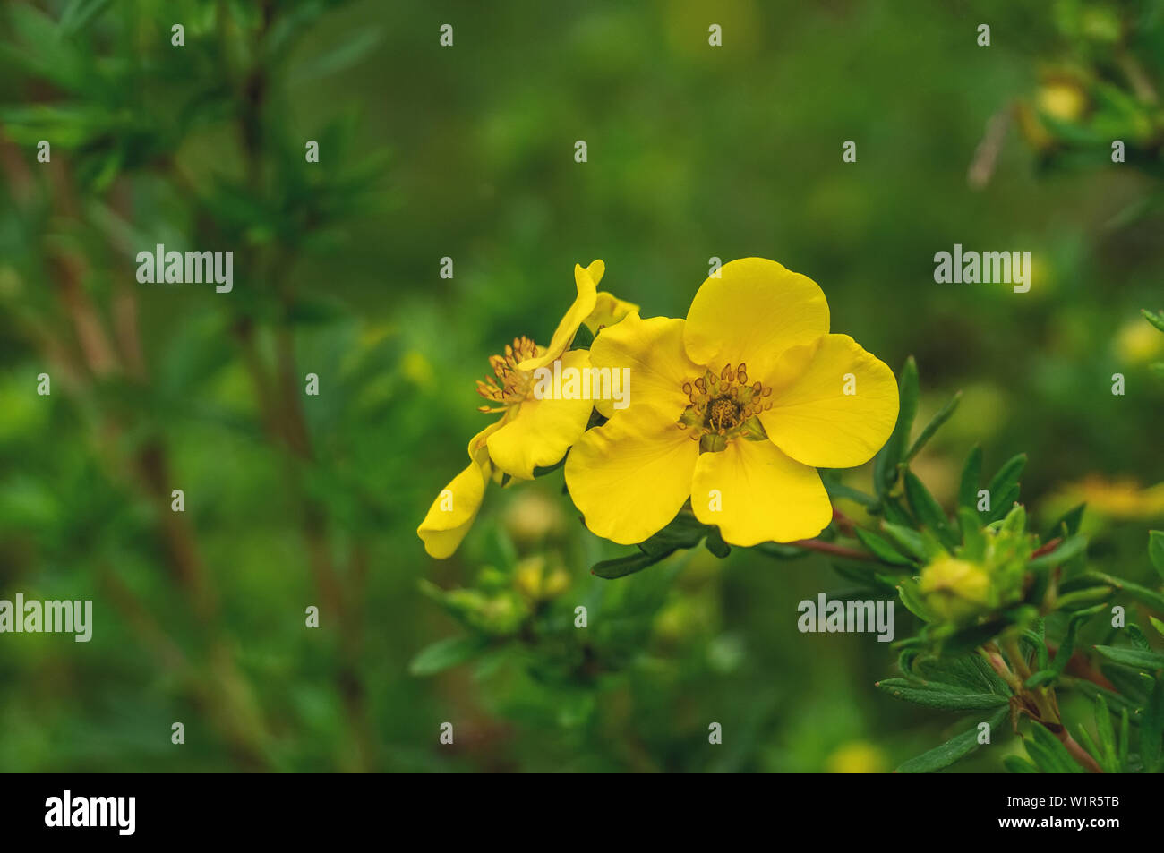 Close-up of yellow flowers. Lovely yellow medicinal flower on green background. Copy space. Stock Photo