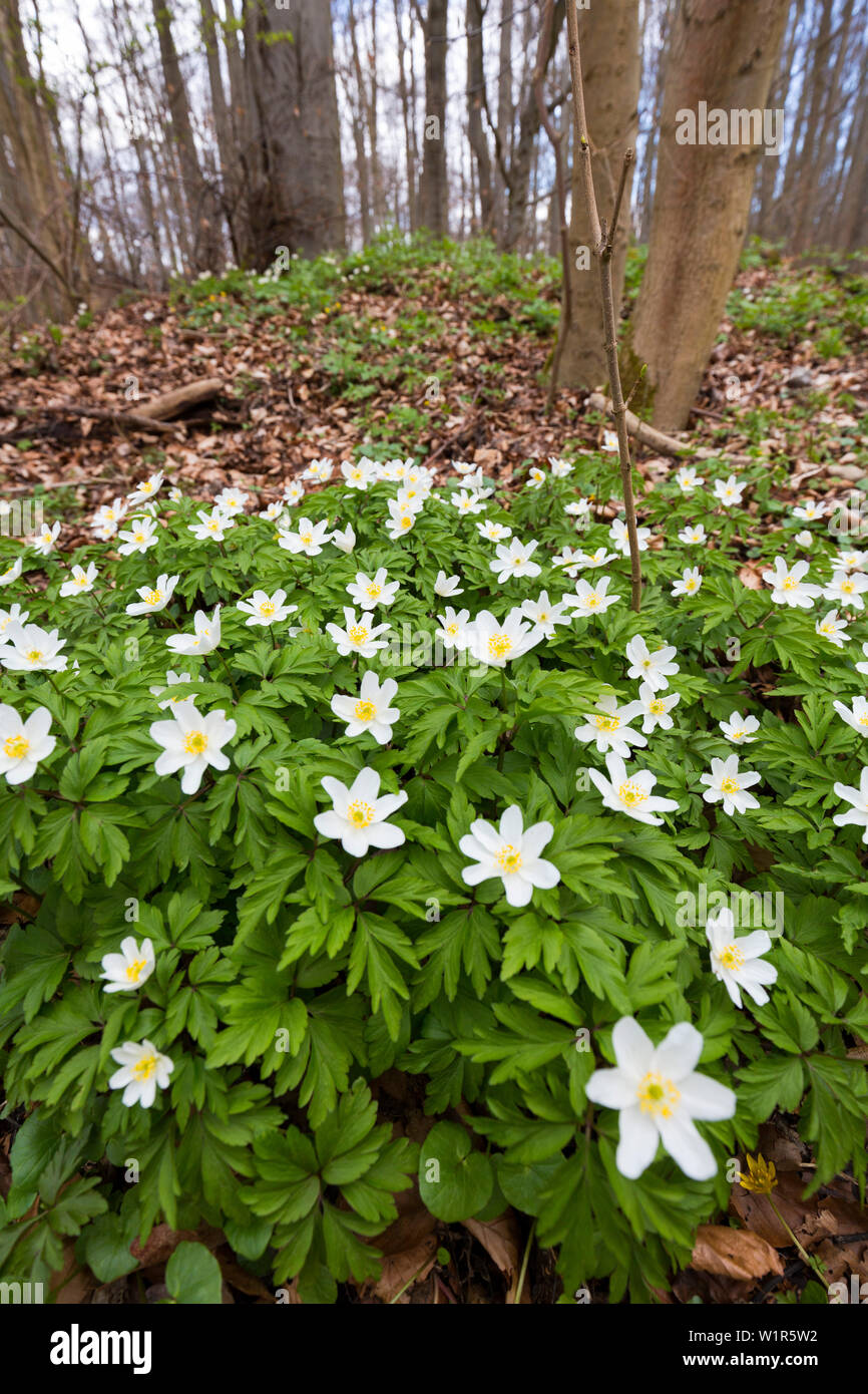 Wood anemone in beech forest in spring, Anemone nemorosa, Hainich National Park, Thuringia, Germany, Europe Stock Photo