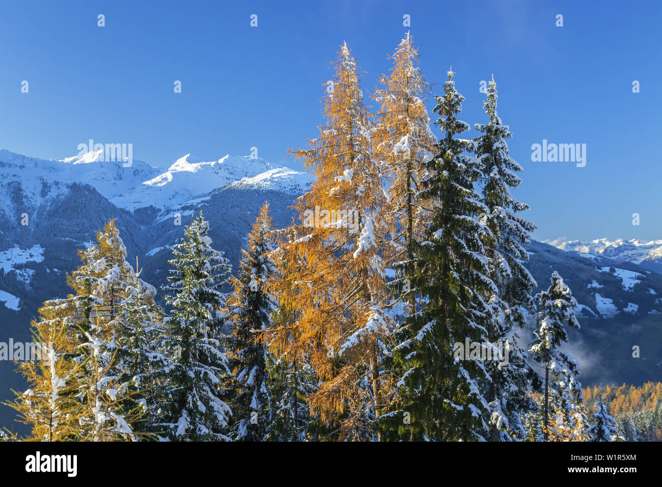 Mountain forest in the Zillertal Alps with view to Marchkopf mountain in the Tuxer Alps, Ramsberg, Hippach, Zell am Ziller, Tirol, Austria, Europe Stock Photo