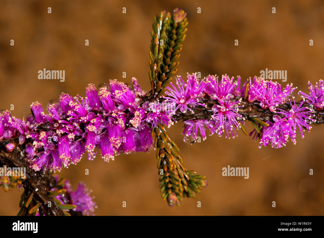 Corky Honeymyrtle (Melaleuca suberosa) in the Fitzgerald River Biosphere in Western Australia Stock Photo