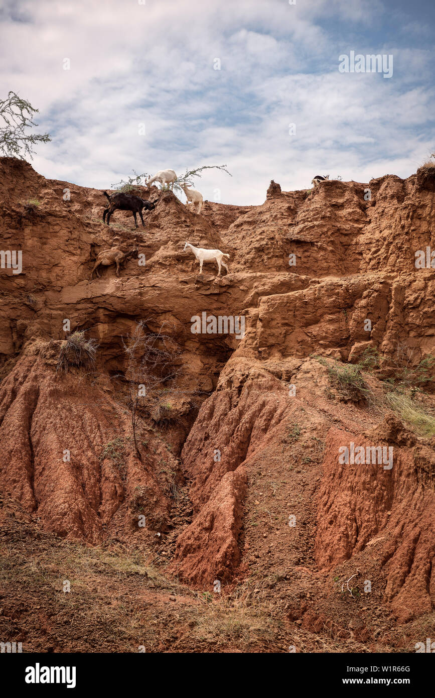 goats at Tatacoa desert (Desierto de la Tatacoa), township Villavieja nearby Neiva, Departmento Huila, Colombia, Southamerica Stock Photo