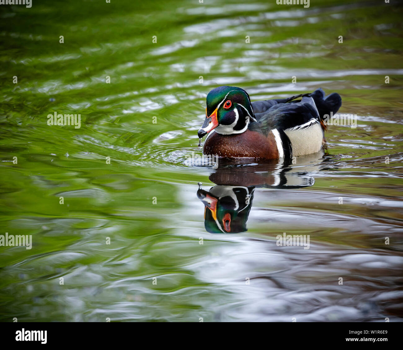 Male Wood Duck, or Carolina Duck (Aix sponsa) on water, Manitoba, Canada. Stock Photo
