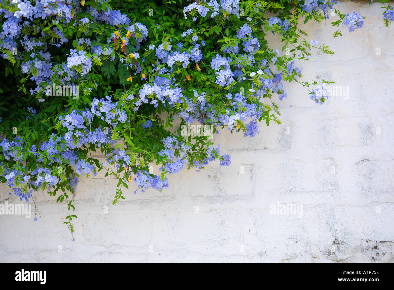 Beautiful plumbago or blue jasmine tree flowers on the wall in Bodrum city of Turkey. View of beautiful street at summer season in Bodrum town Turkey. Stock Photo