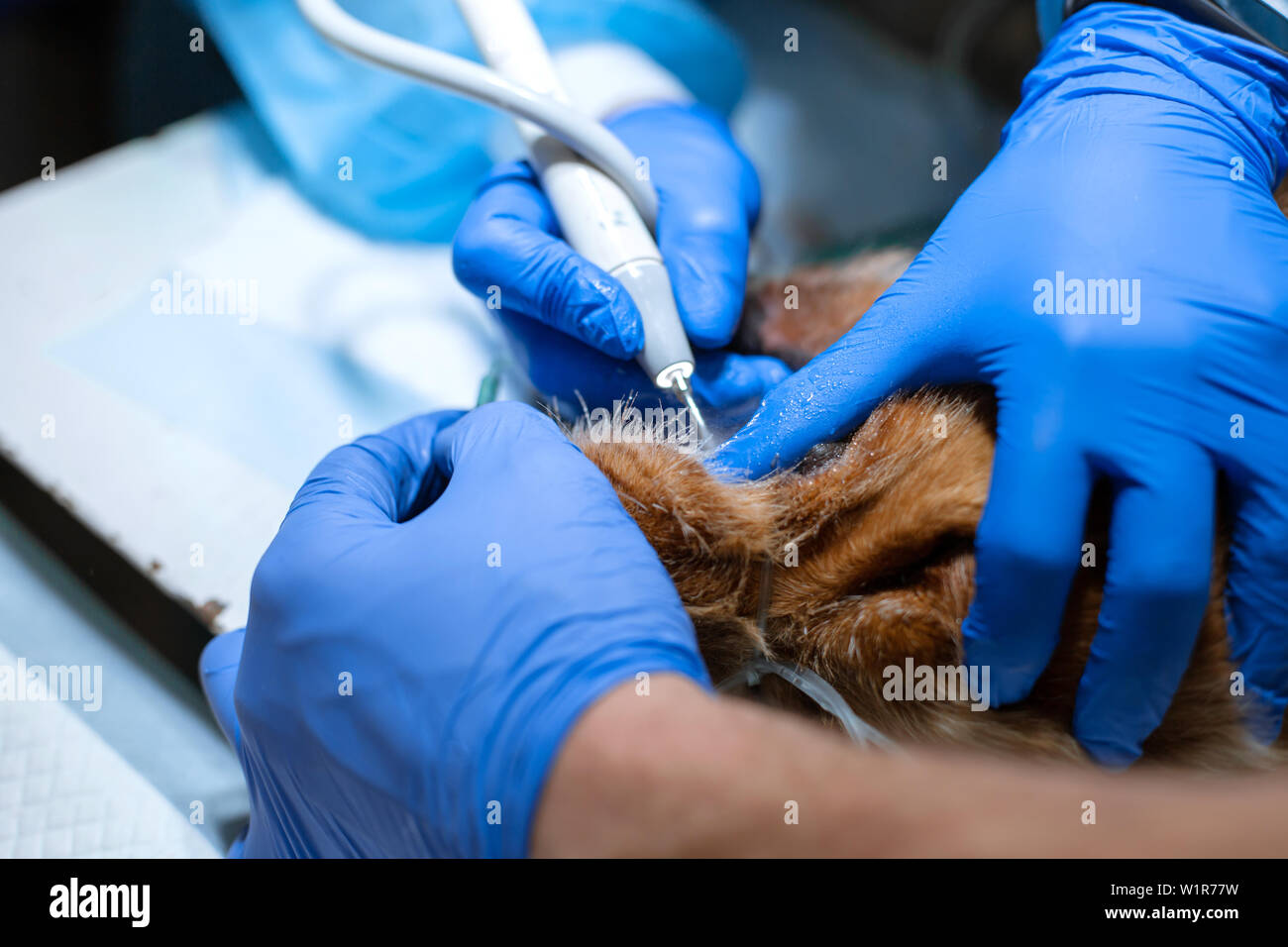 closeup procedure of professional teeth cleaning dog in a veterinary