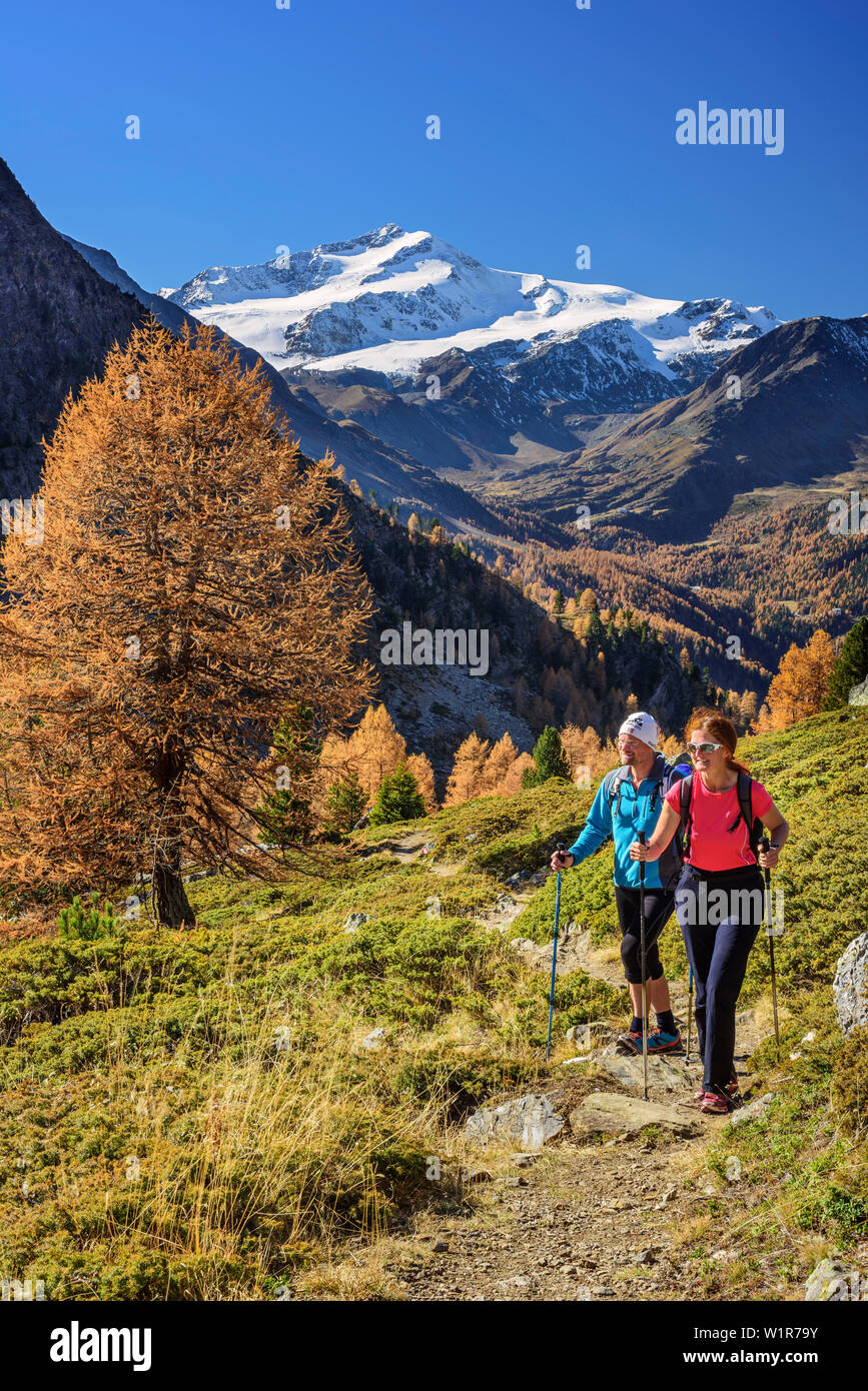 Man and woman hiking with Cevedale in background, valley of Martelltal, Ortler group, South Tyrol, Italy Stock Photo