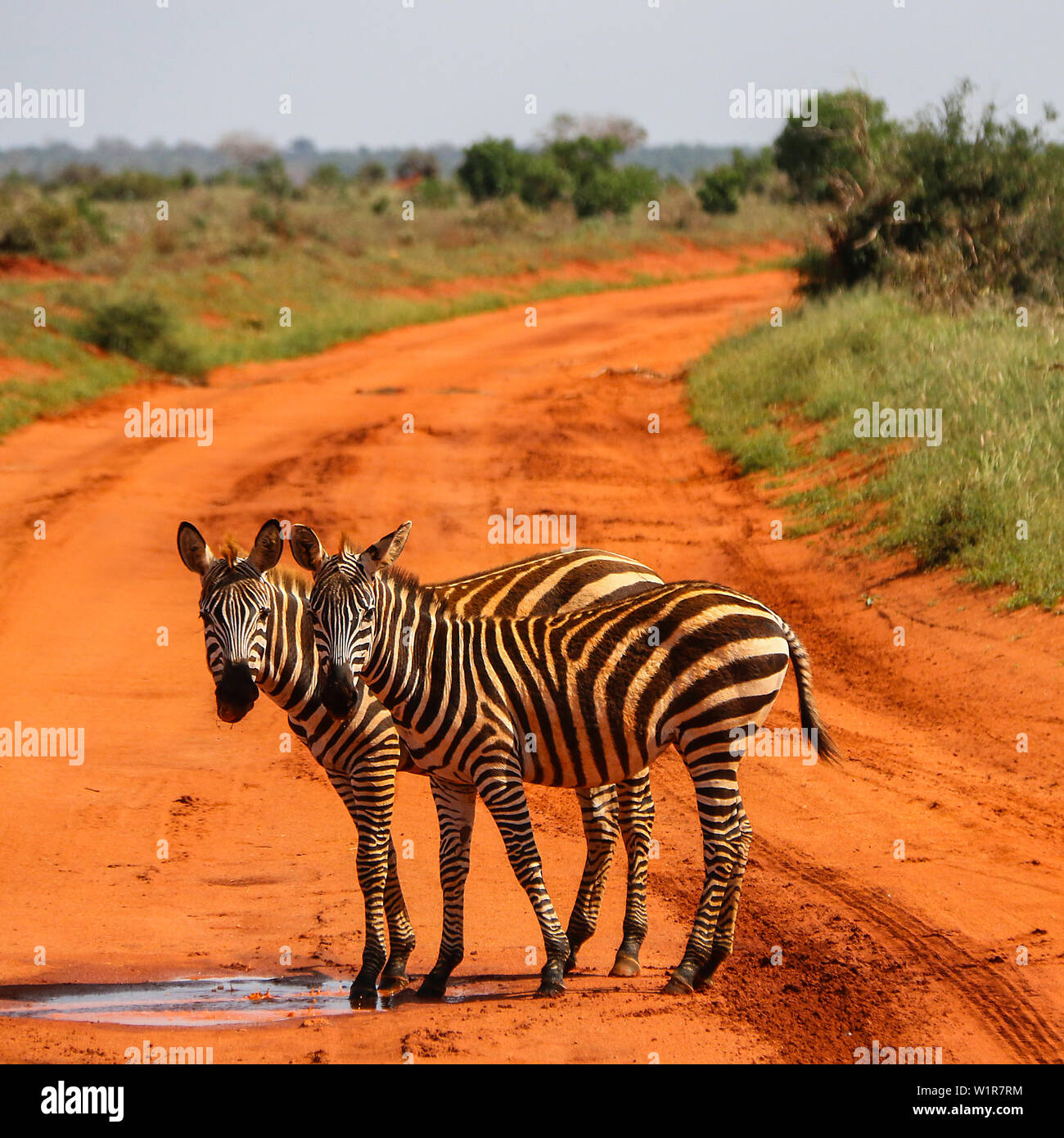 Zebra natural habitat hi-res stock photography and images - Alamy