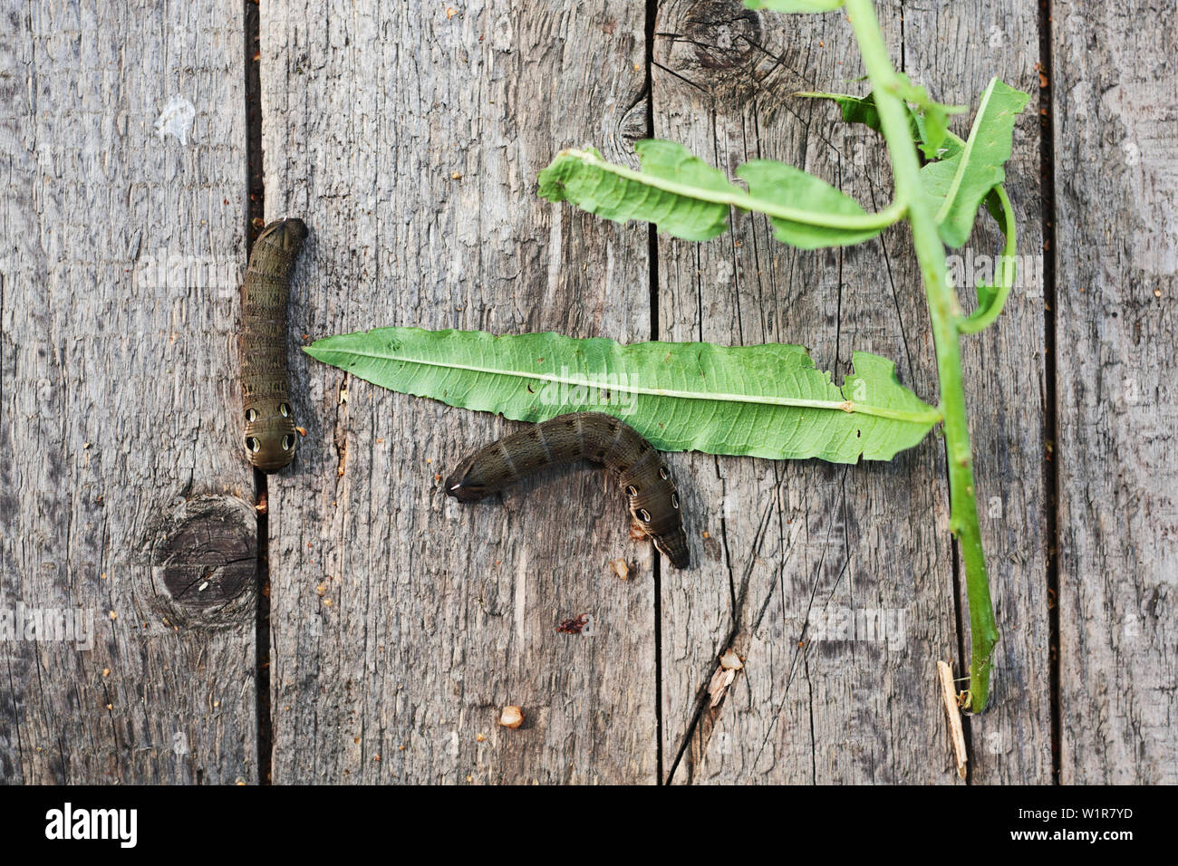 Two large caterpillars of Deilephila elpenor (elephant hawk moth) and  leaves of  fireweed on the wooden boards Stock Photo