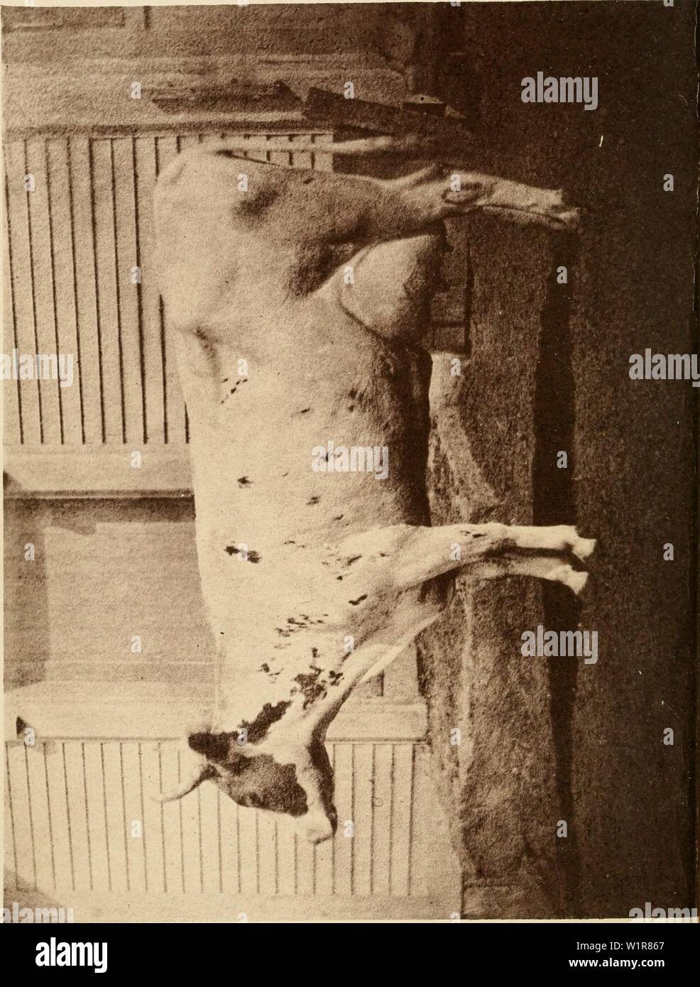 Archive image from page 7 of The dairy cow A monograph. The dairy cow. A monograph on the Ayrshire breed of cattle  dairycowmonograp00stur Year: 1875 Stock Photo