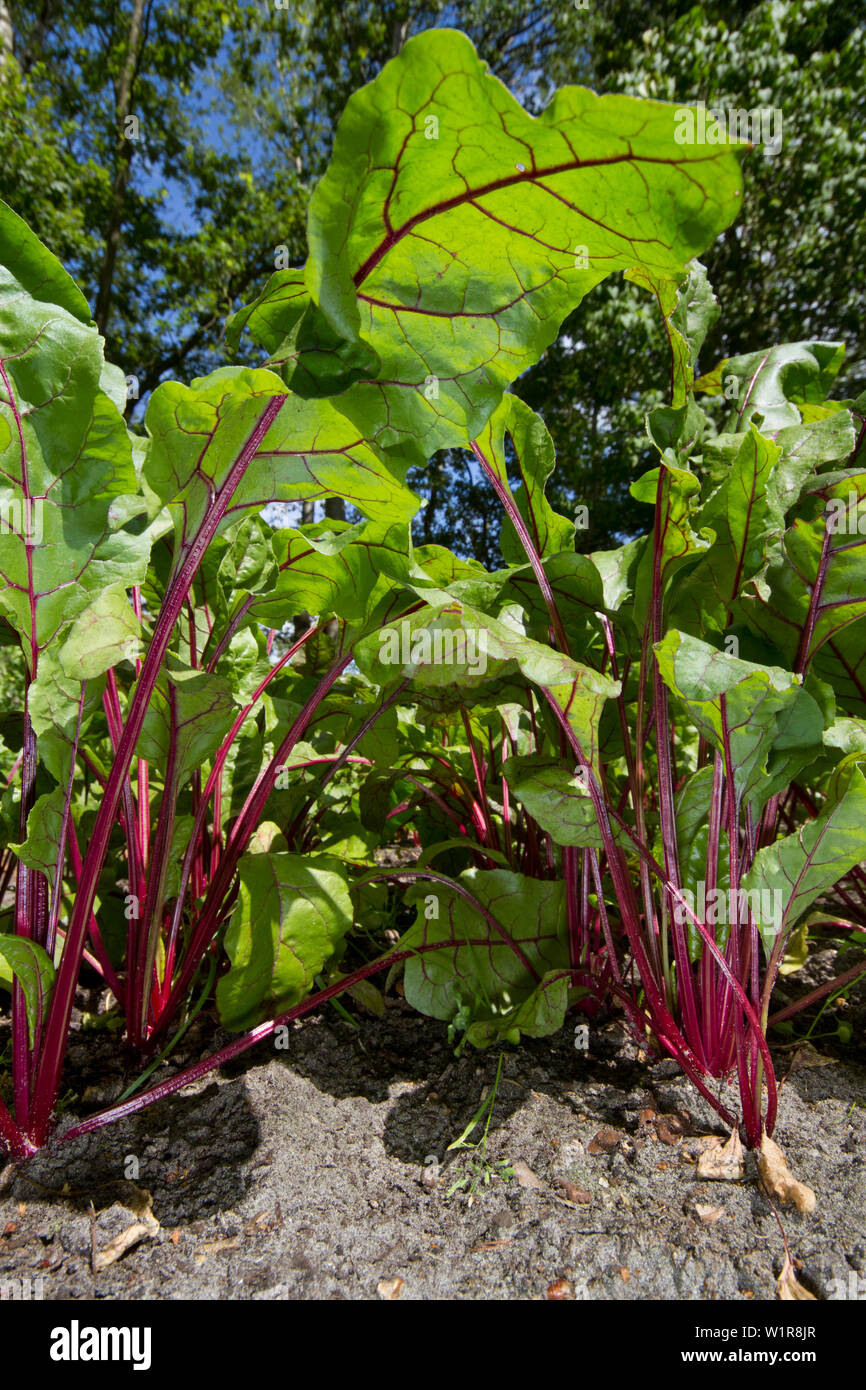 View into a field of Red beet, Beta vulgaris Stock Photo