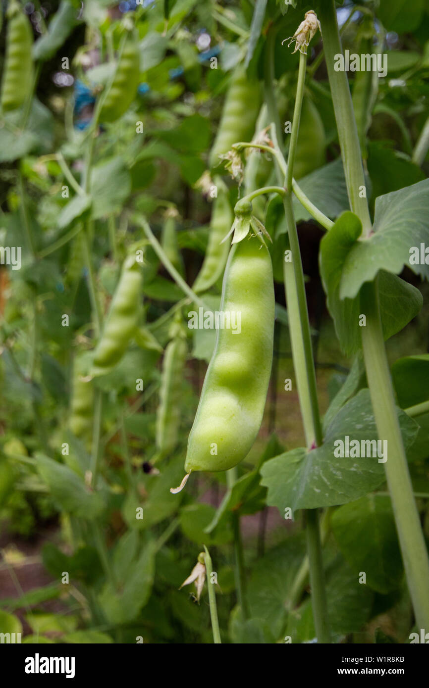Pea plant with pods in a kitchen garden in summer Stock Photo