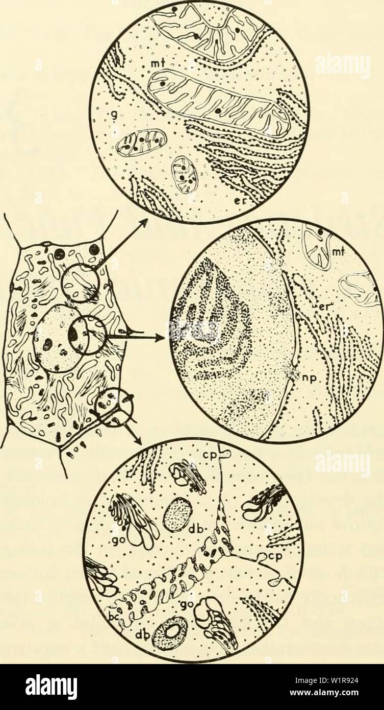 Archive image from page 45 of Cytology (1961) Stock Photo