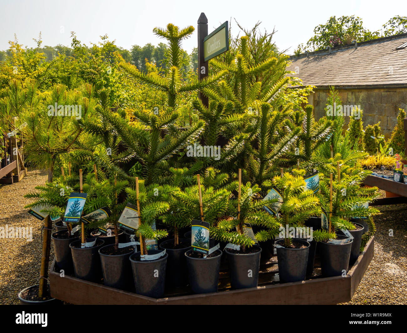 Monkey Puzzle Tree Uk High Resolution Stock Photography And Images Alamy