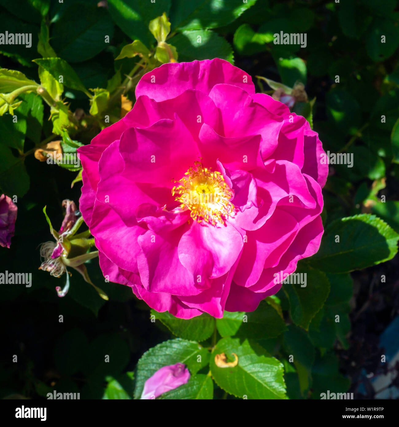 A single bloom of Rose species Wild Edric in full bloom in June in the ...