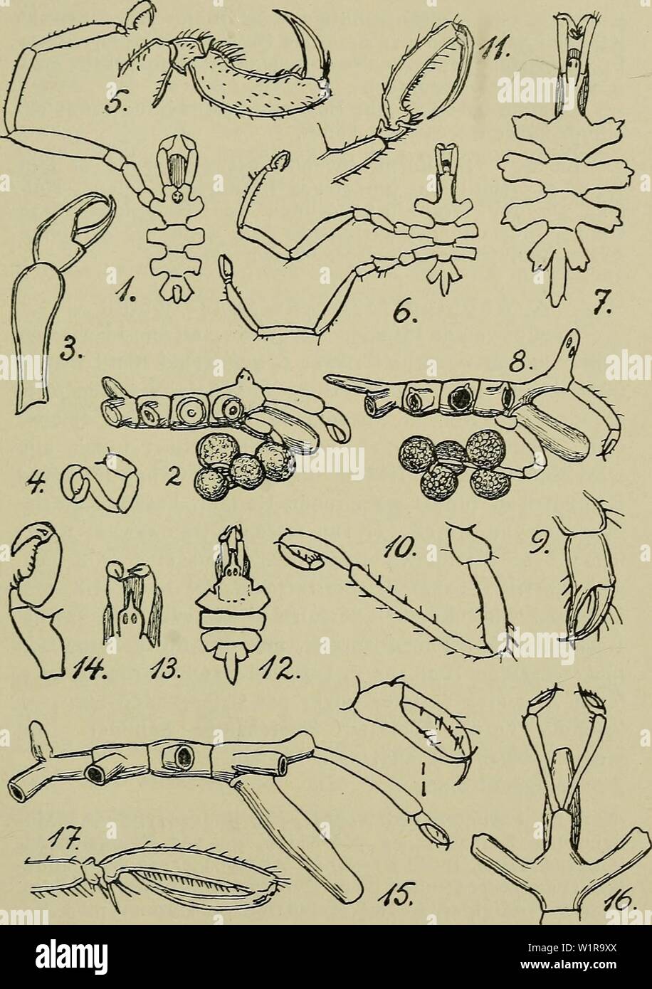 Archive image from page 46 of Danmarks fauna; illustrerede haandbøger over. Danmarks fauna; illustrerede haandbøger over den danske dyreverden..  danmarksfaunaill38dans Year: 1907 43    Fig. 12. 1—5: Phoxichllidium femoratum (3: Klosaks; 4: Ægge- ben). —• 6—11: Anoplodactylus petiolatus (10: Æggeben). — 12—14: A. pygmæus. — 15—17: A. typhlops. — (1 — 11, 15—17 efter G. O. Sars 1891, 12—14 efter Schlottke 1932, lidt ændret efter Bouvier 1923). Stock Photo