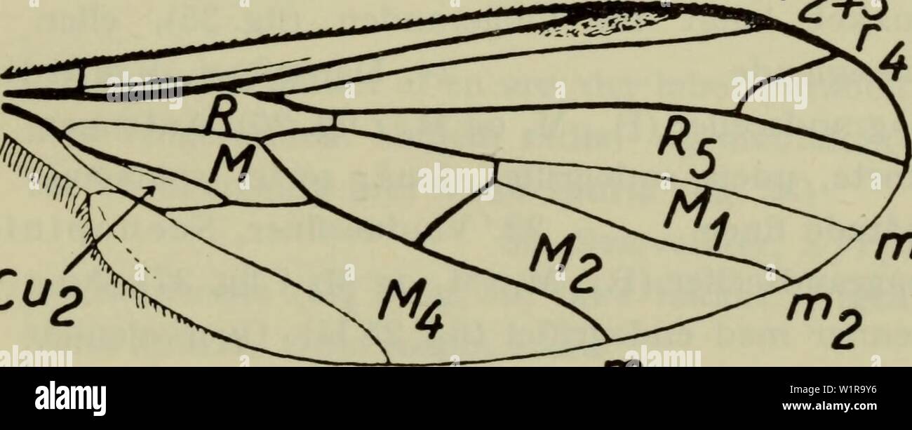 Archive image from page 46 of Danmarks fauna; illustrerede haandbøger over Stock Photo