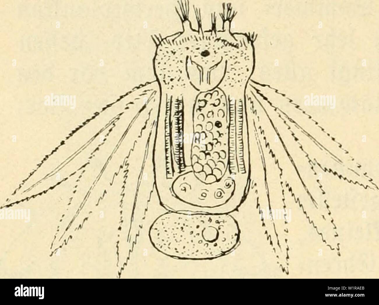 Archive image from page 47 of Das süsswasser-plankton; einführung in die. Das süsswasser-plankton; einführung in die freischwebende organismenwelt unserer teiche, flüsse und seebecken  dasssswasserpl00zach Year: 1911 38 VII. ®tc 9ftäberttcrc be§ lanftong.    iFtg. 14. Polyarthra platyptera. örperenbe (gig. 14), tüoran fie mit einem jäen itt Befeftigt finb. 3cbe§ @i enthält einen großen, glänjenben ?5etttropfen, ber — aU 3Iuflrieb§mittel iDirfenb — bem Xiercfien ba§ 9JJttjrf)Iepen feiner Sadjfommenfcaft erf)ebtid erleichtert, xöt be§ gangen Xierd)en§ 0,12 U§&gt; 0,16 mm. S3ei Synchaeta stjlata, Stock Photo