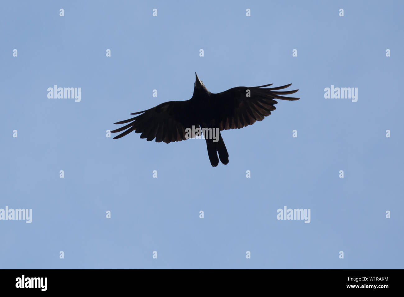 Rook flying hi-res stock photography and images - Alamy